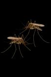 Service Image Mosquito Control Service in Nepal